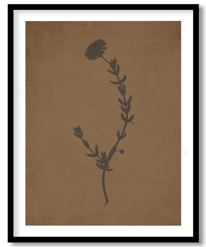 Mesembryanthemum earded Fig–Marigold) - Walnut Pressed