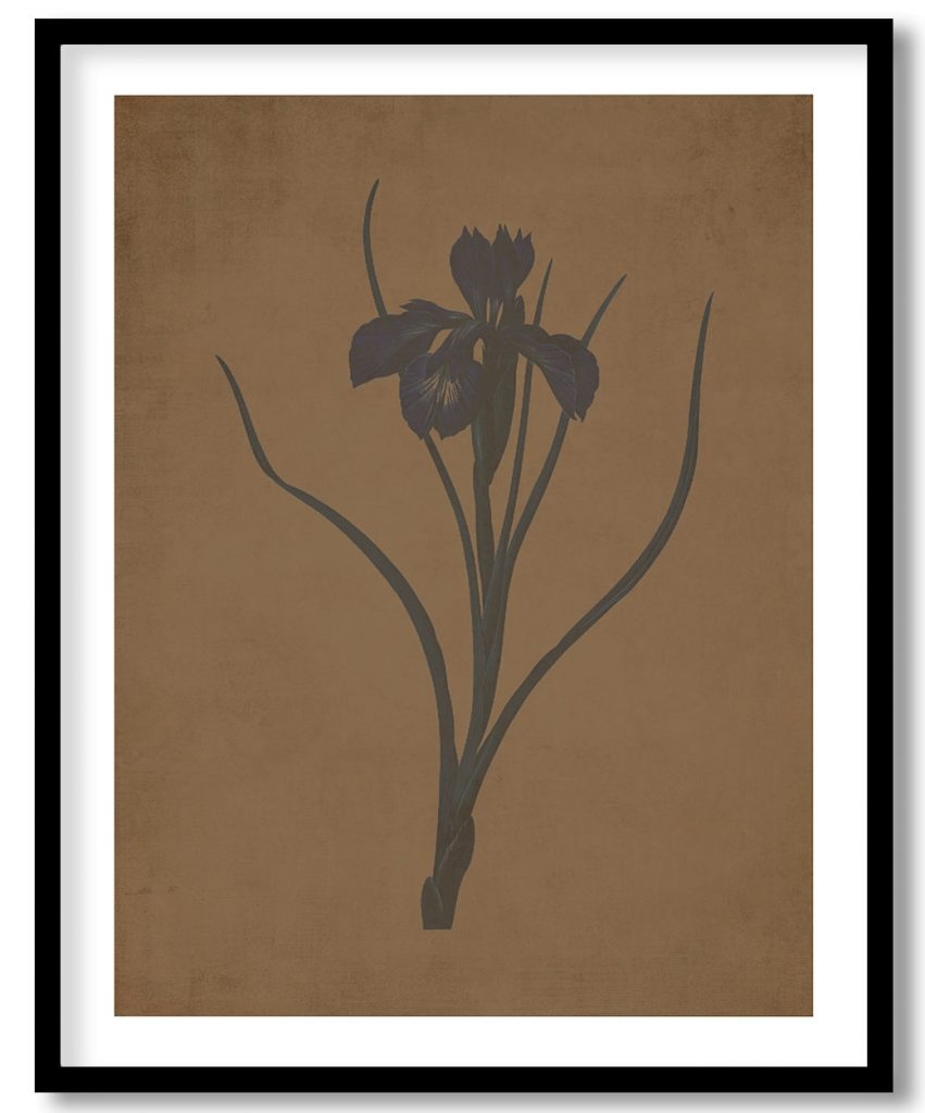 Lris xyphioides - Walnut Pressed