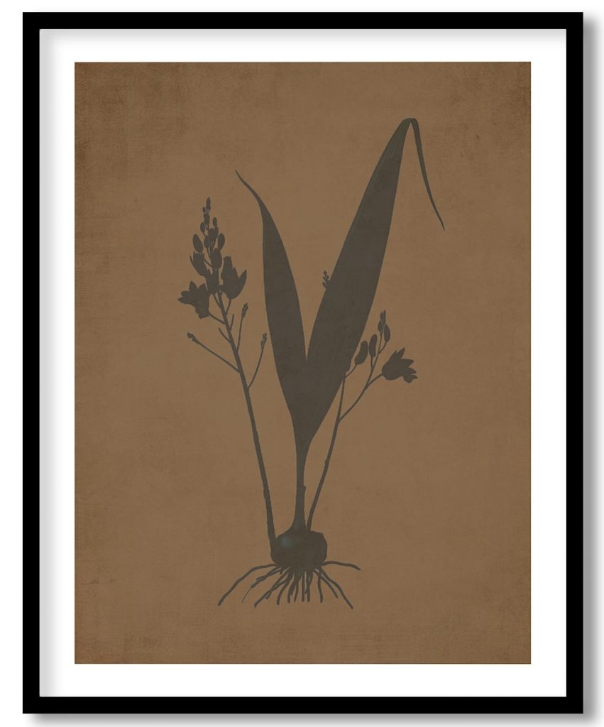 Limodorum Purpureum - Walnut Pressed