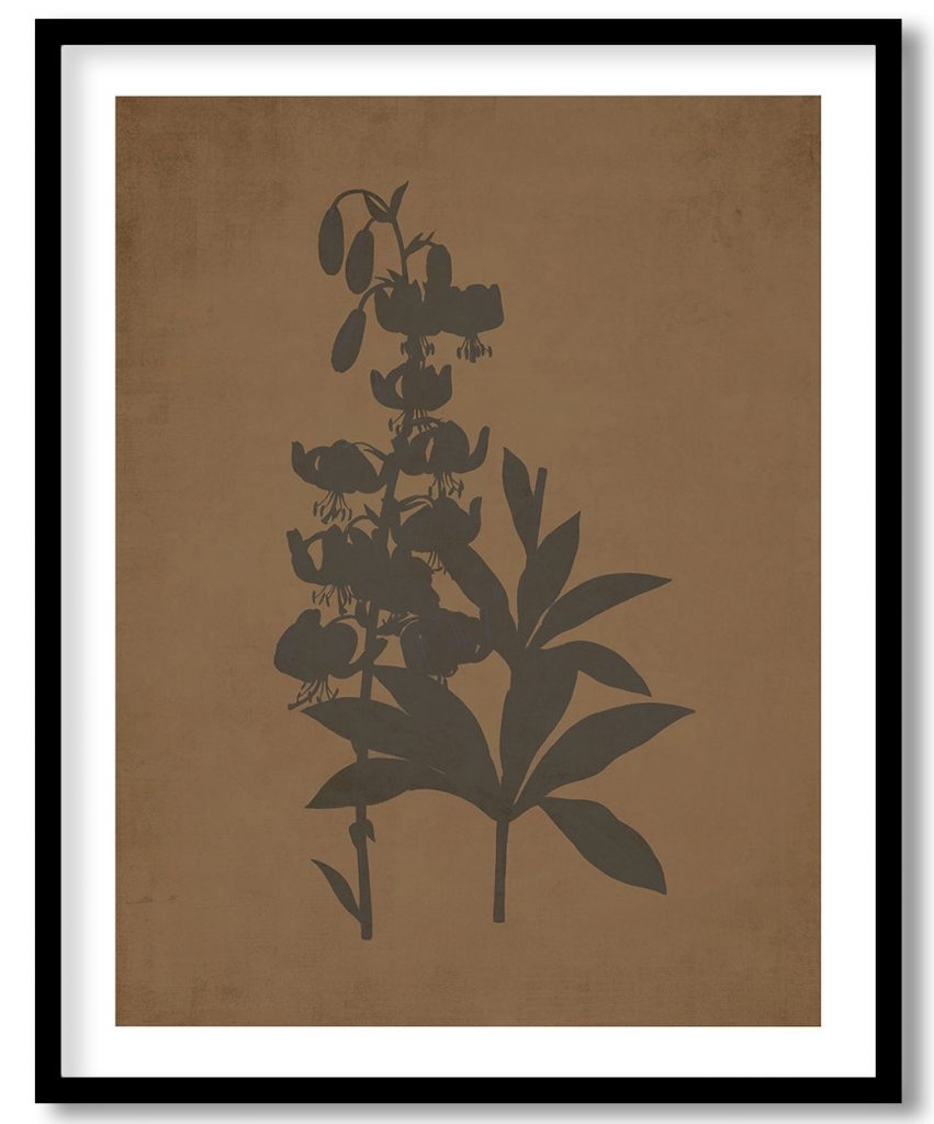 Lilium martagon  - Walnut Pressed