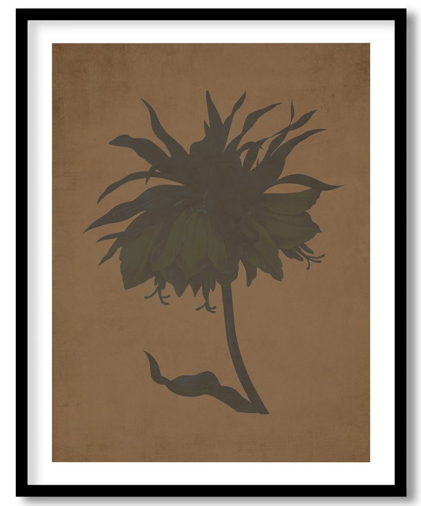 Kaiser's crown flower botanical - Walnut Pressed