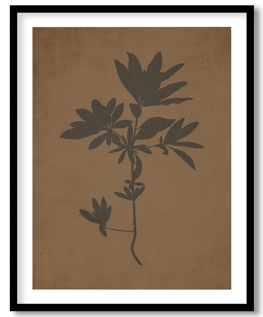 Itea Cyrilla  - Walnut Pressed