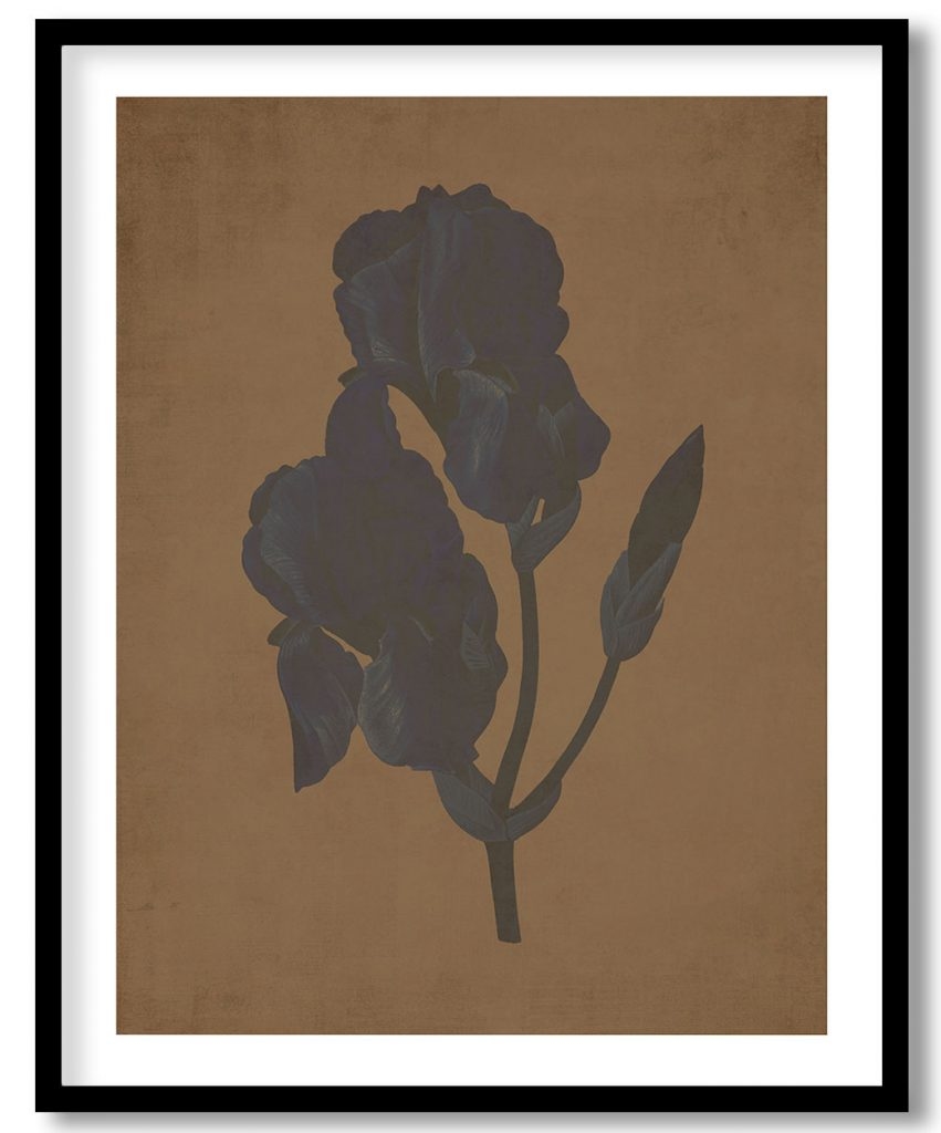 Iris Pallida - Walnut Pressed