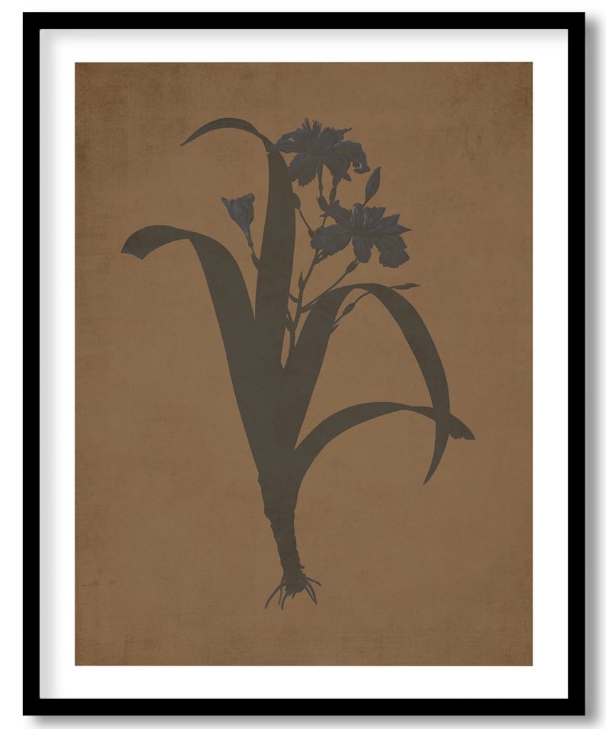Iris fimbriata  - Walnut Pressed