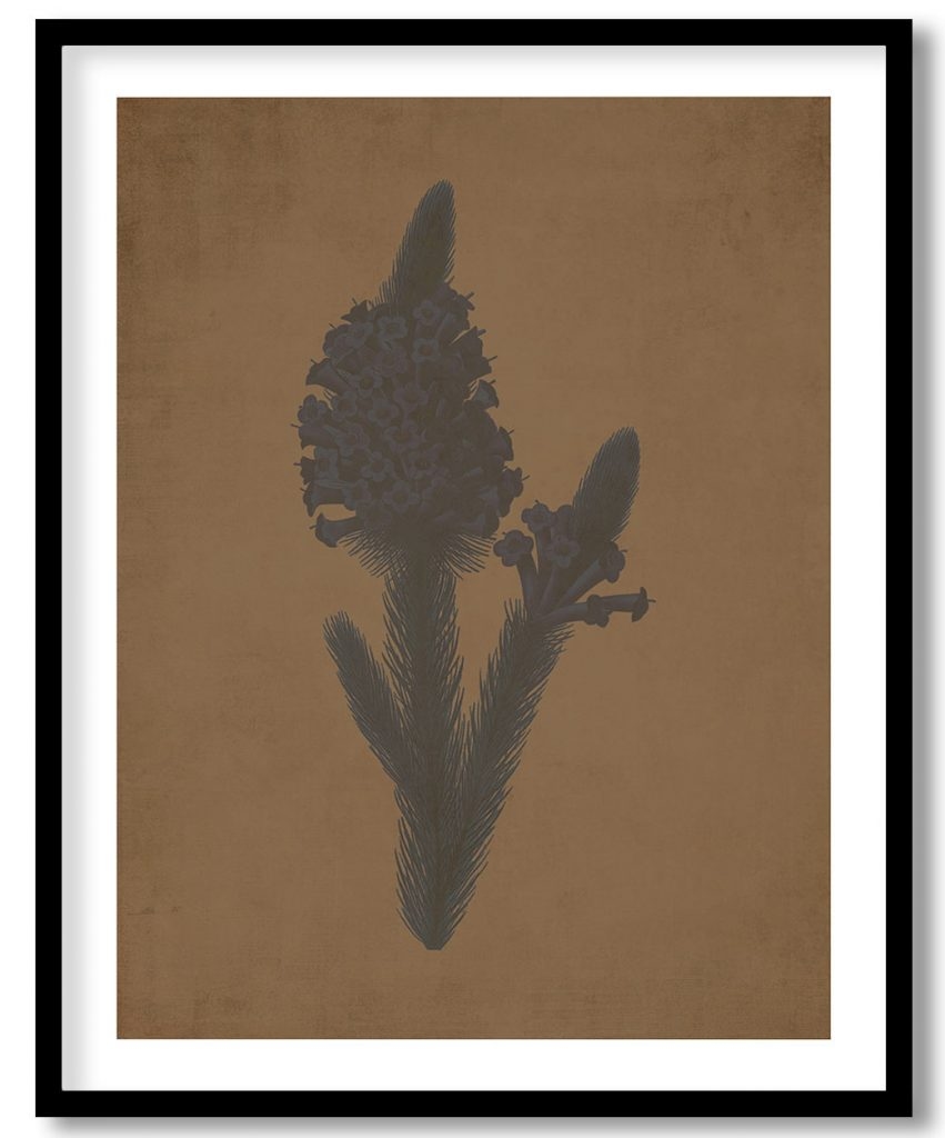 Heather flower botanical - Walnut Pressed