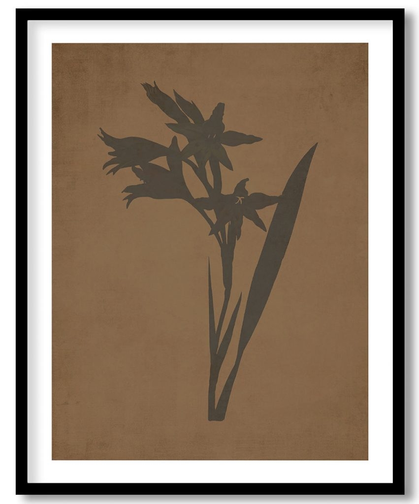 Gladiolus - Walnut Pressed