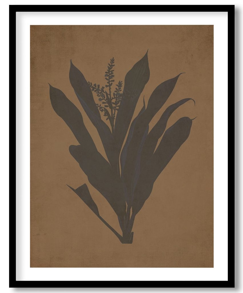 Cordyline fruticosa - Walnut Pressed