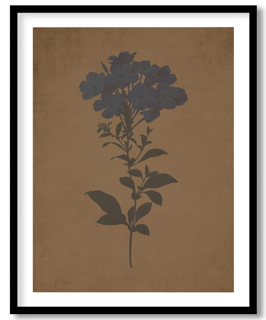 Plumbago flower botanical - Walnut Pressed