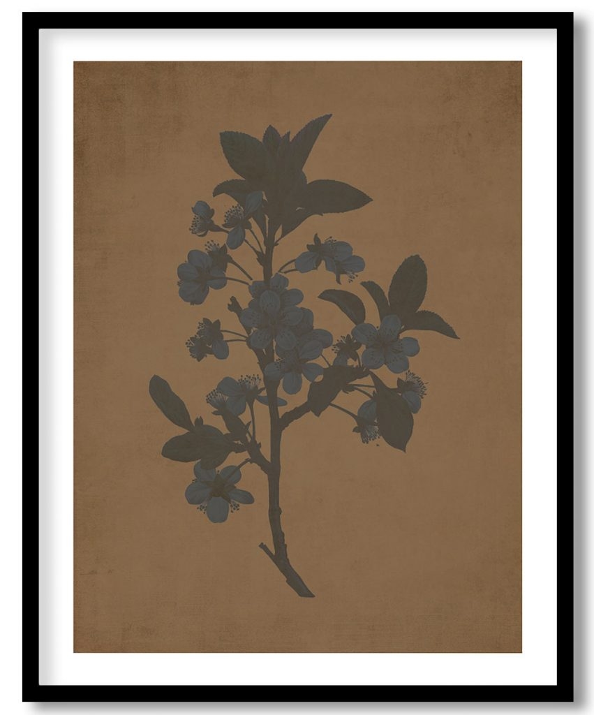 Plum Flower - Walnut Pressed