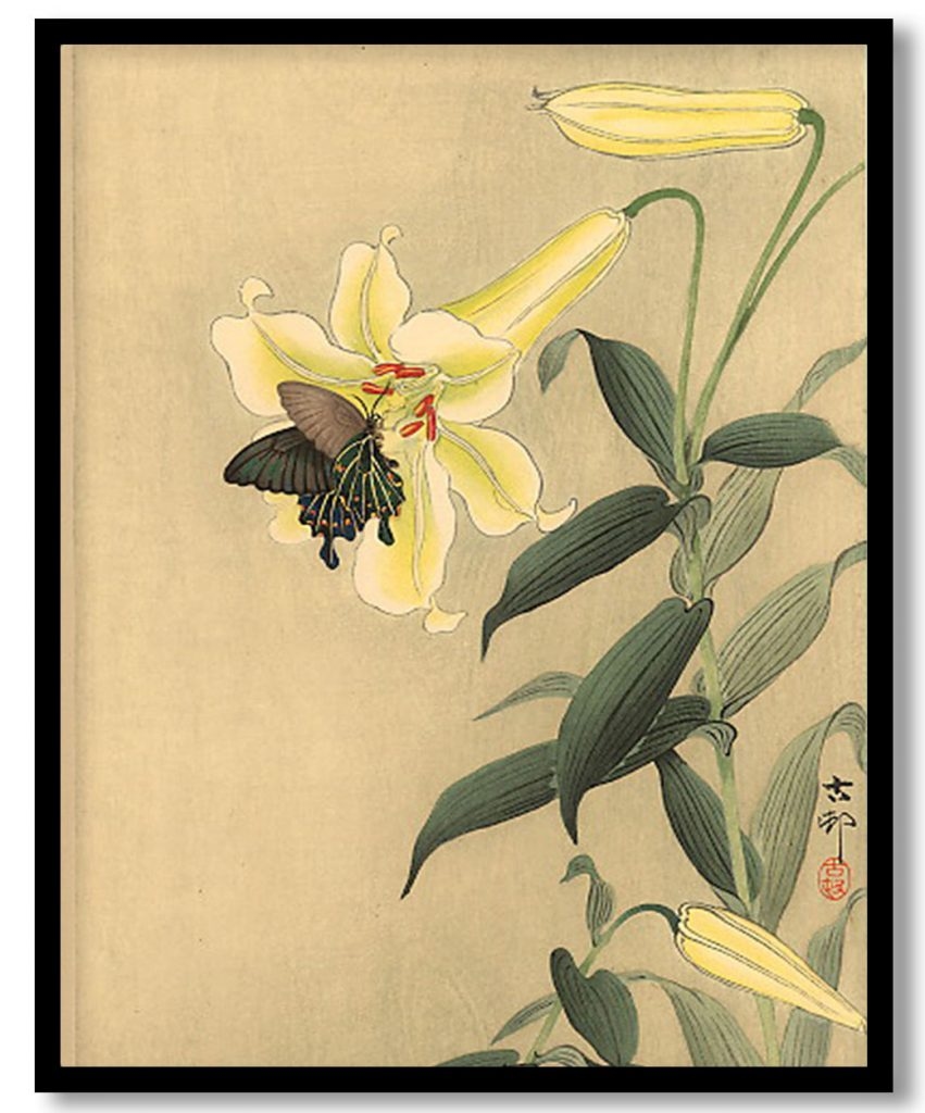 Butterfly and lily by Ohara Koson (Date Unknown)