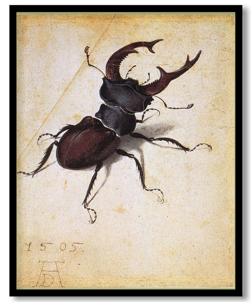Cervus Lucanus by Albrecht Durer (1505)