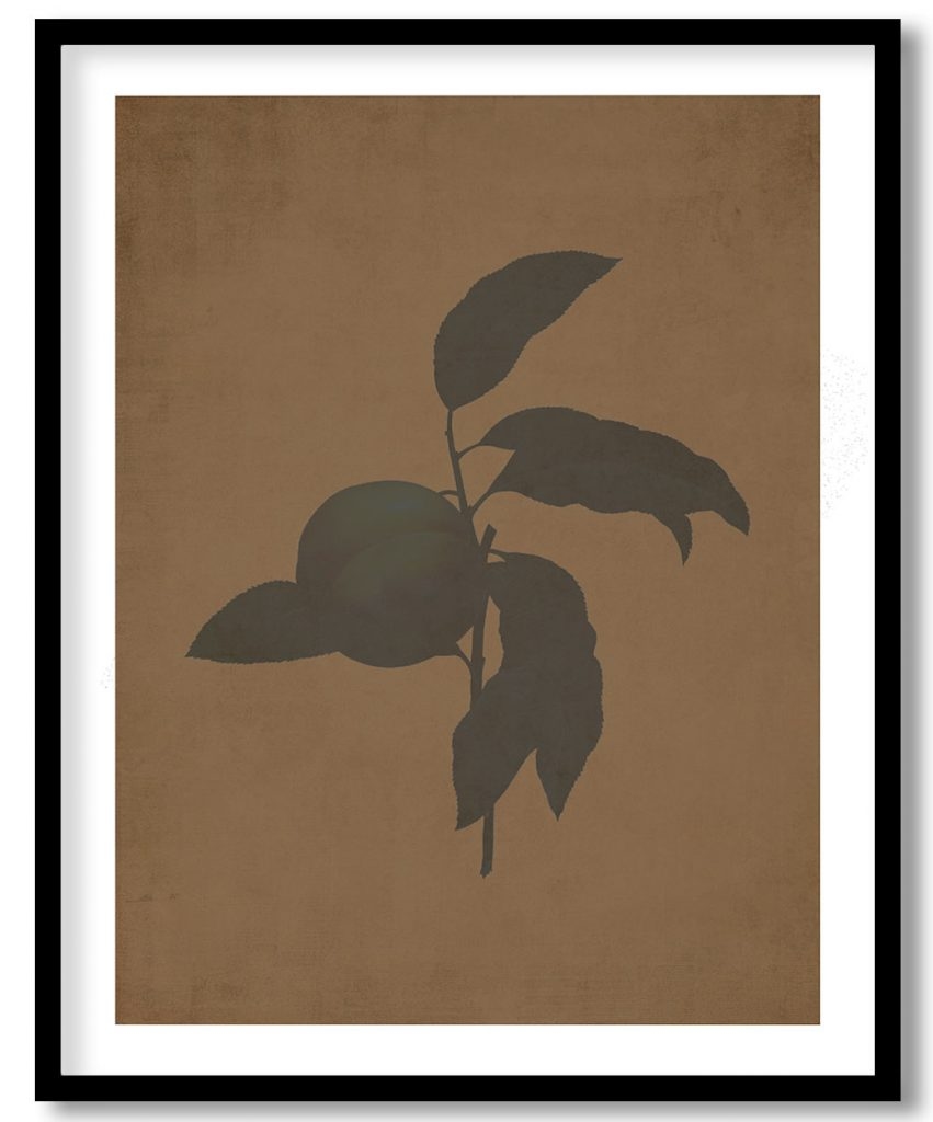 Peach fruit on branch botanical - Walnut Pressed