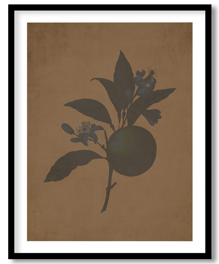 Orange - Walnut Pressed