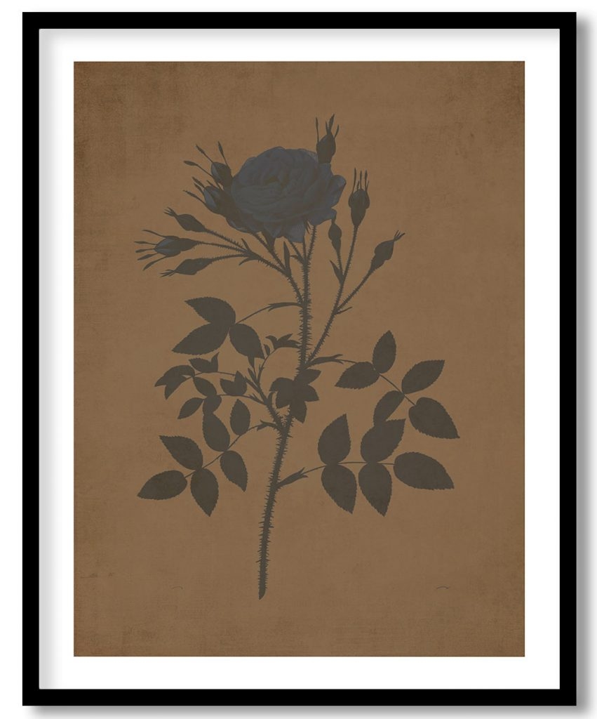 Rose of Rosenberg - Walnut Pressed