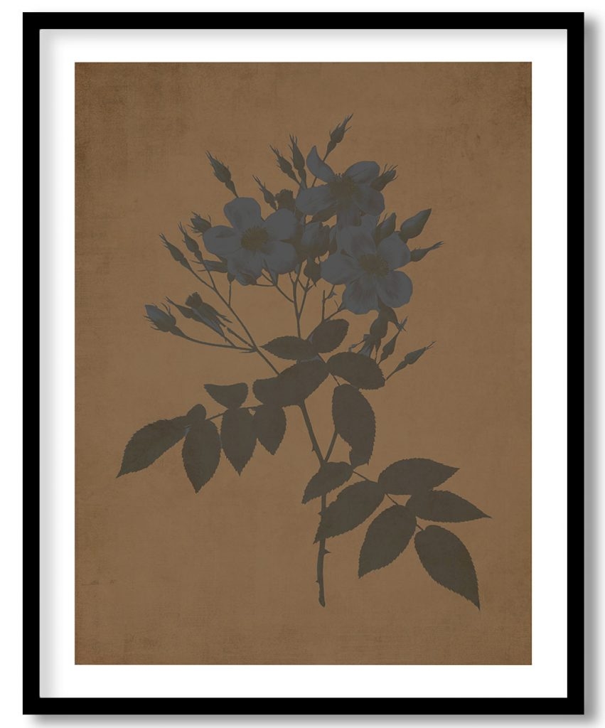Musk Rose - Walnut Pressed