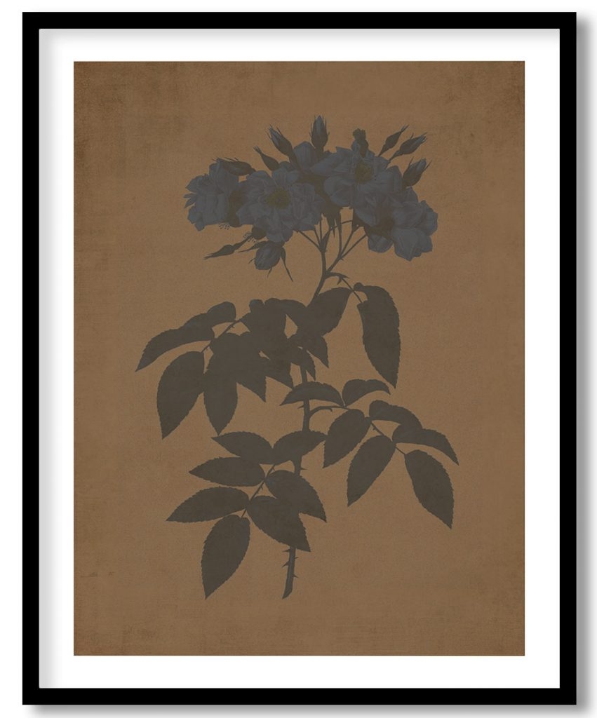 Musk rose - Walnut Pressed