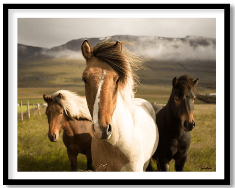 Horse in grassland