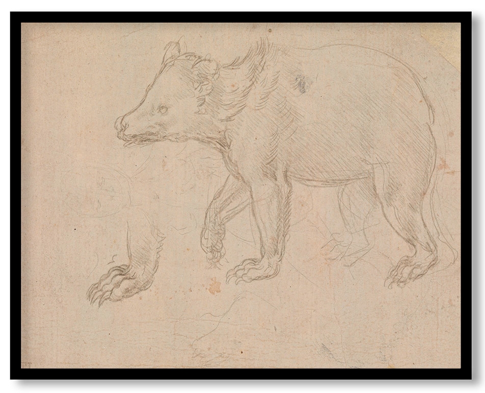 A Bear Walking by Leonardo da Vinci (ca.1482-85)