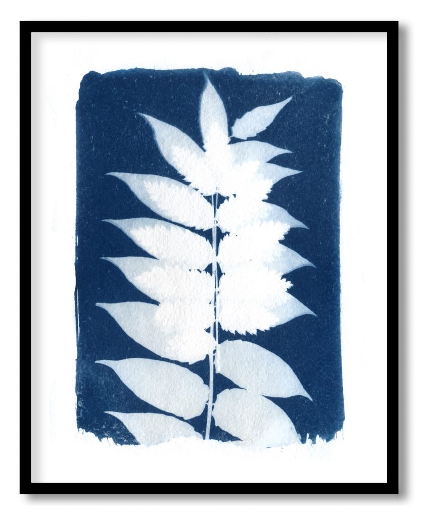 Indigo blue white leaf plant