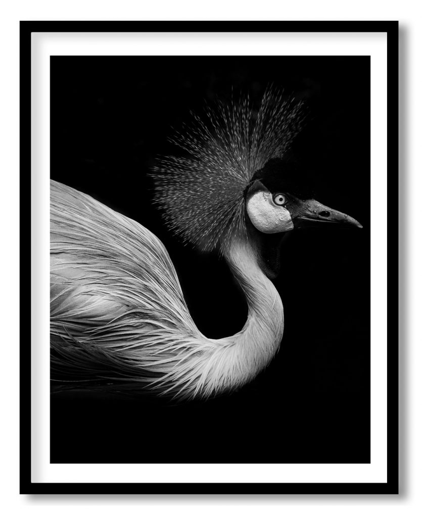 Beautiful black flamingo