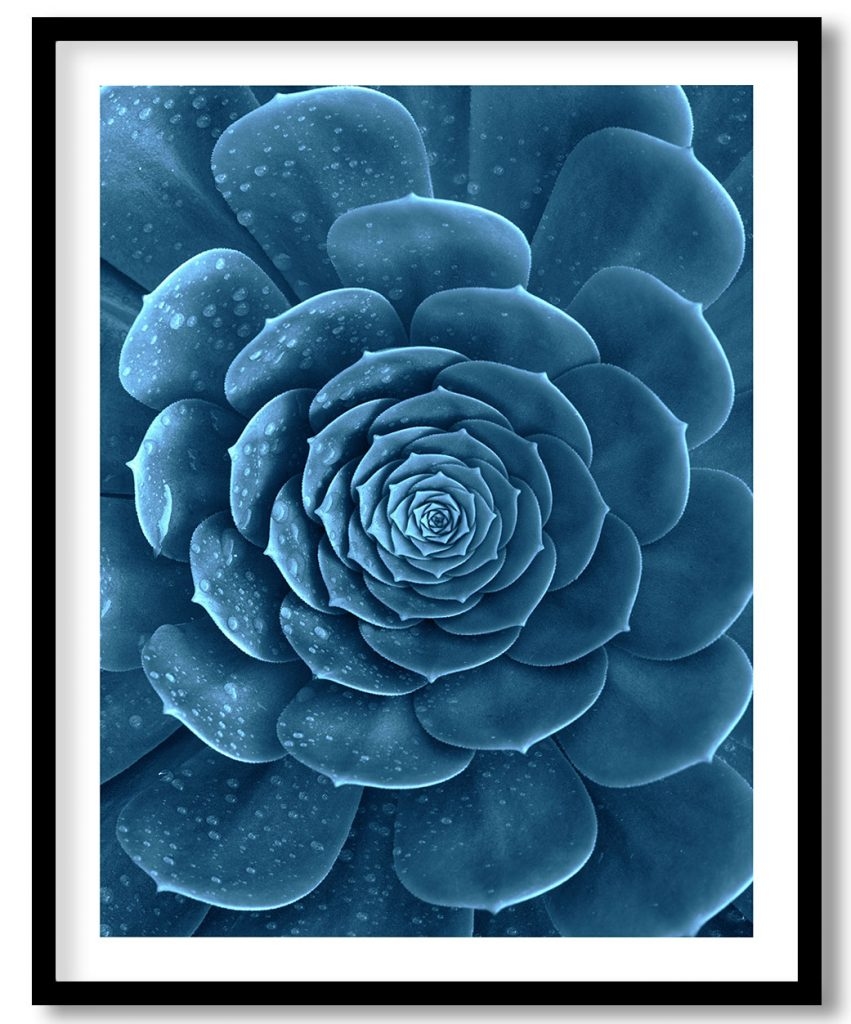Blue succulent