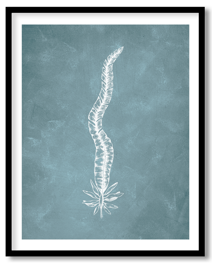 Blue hand drawn seaweed #19