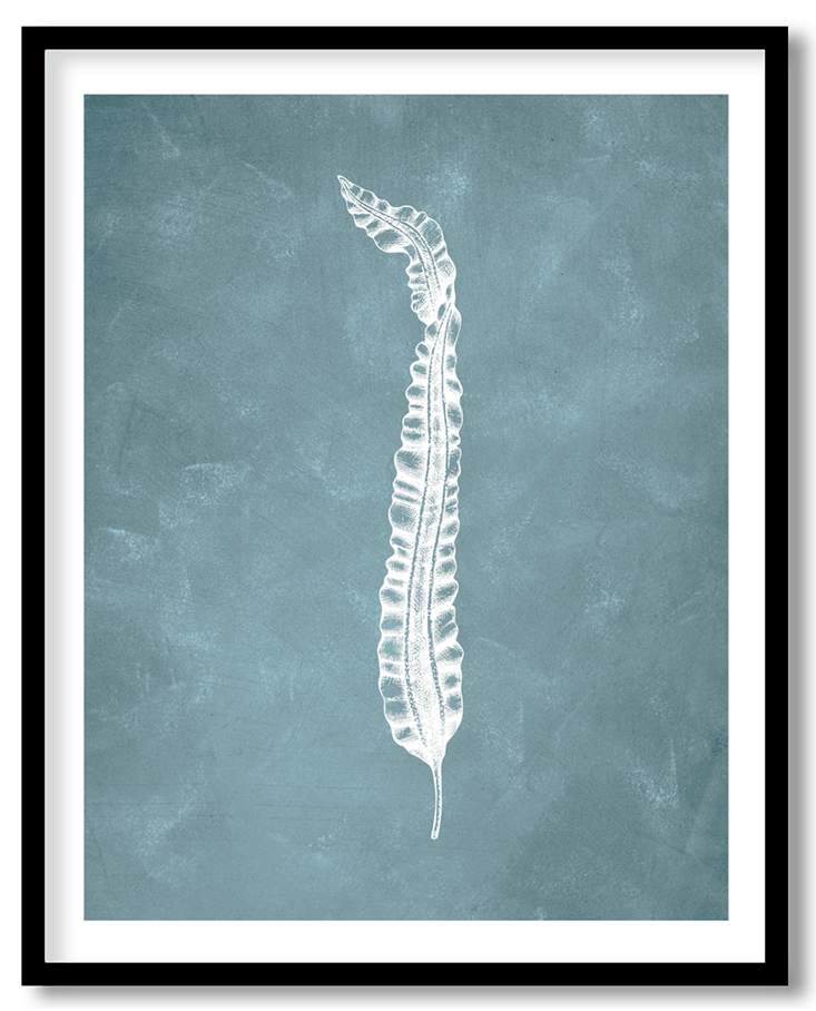 Blue hand drawn seaweed #24