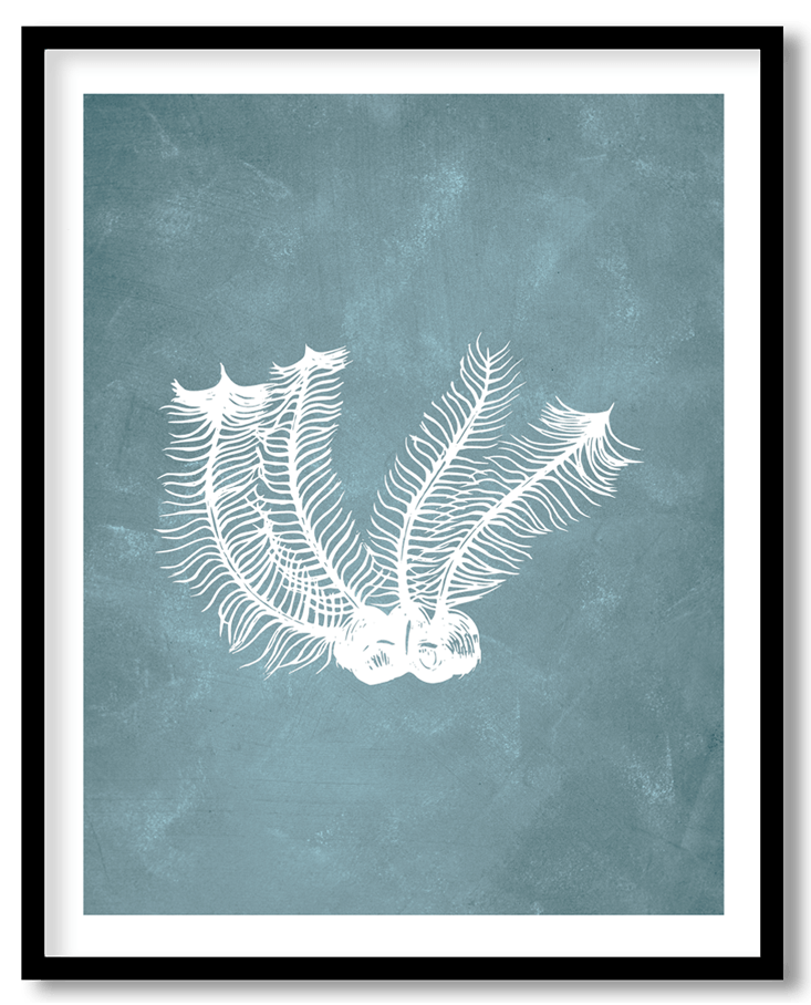 Blue corallina officinalis coral