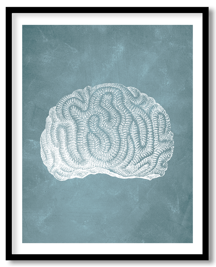 Blue cauliflower coral #12