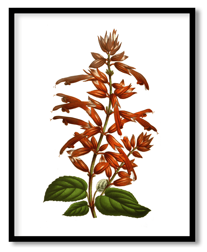 Salvia splendens