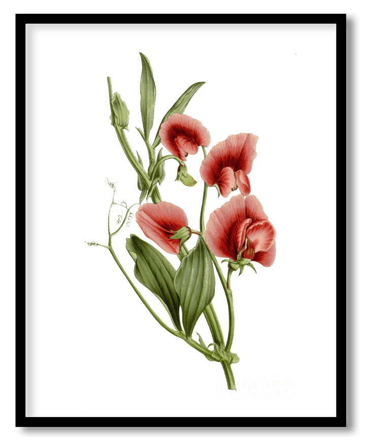Tuberous pea