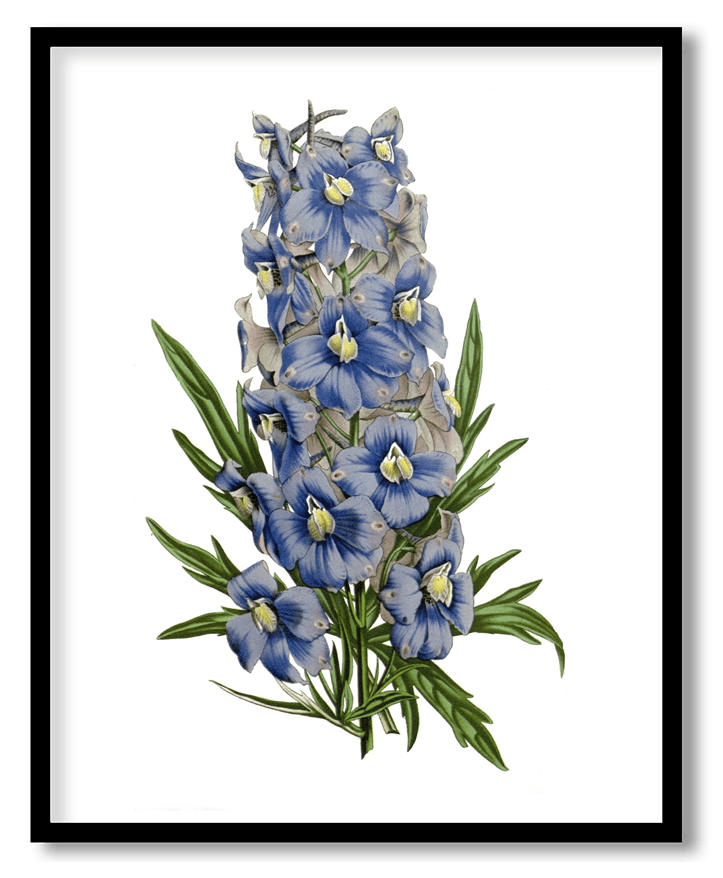 Delphinium