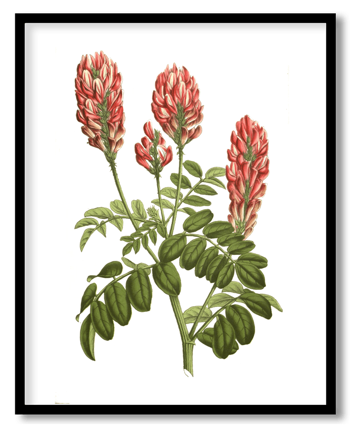 Hedysarum coronarium