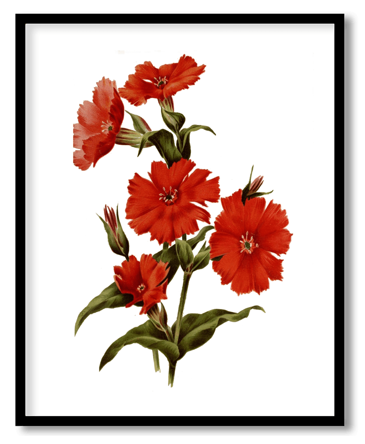 Lychnis grandiflora .