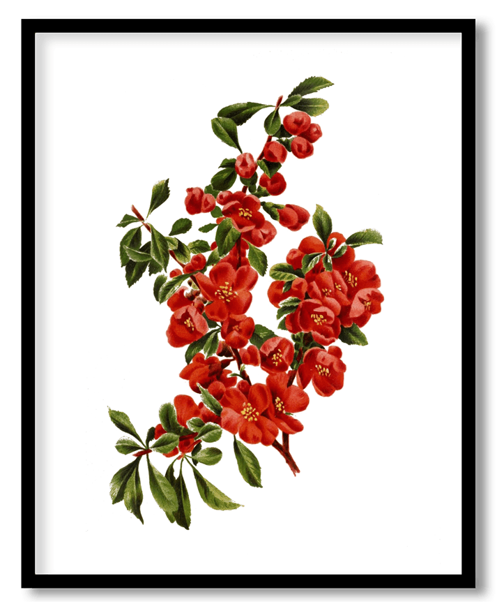 Chaenomeles sargentii