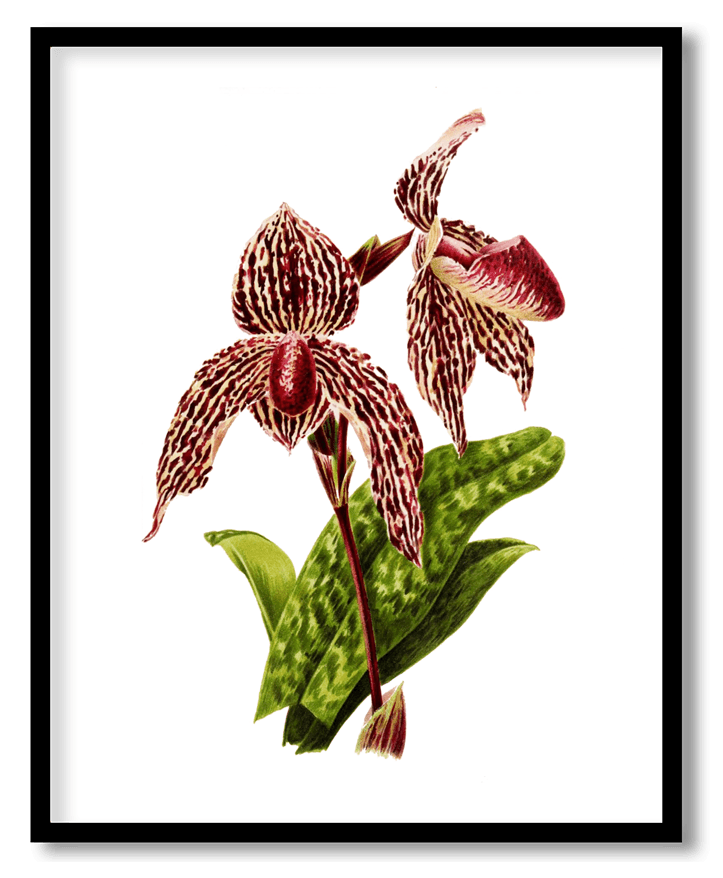 Cypripedium rolfeae