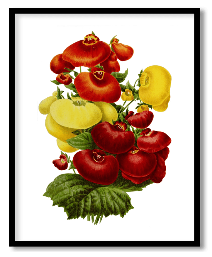 Red and yellow botanical