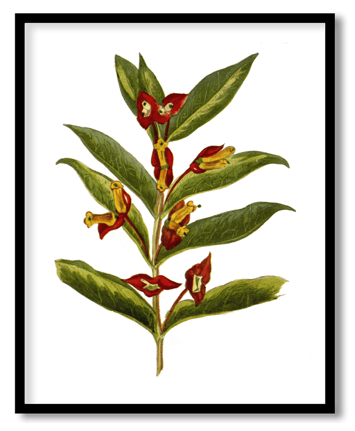 Lonicera