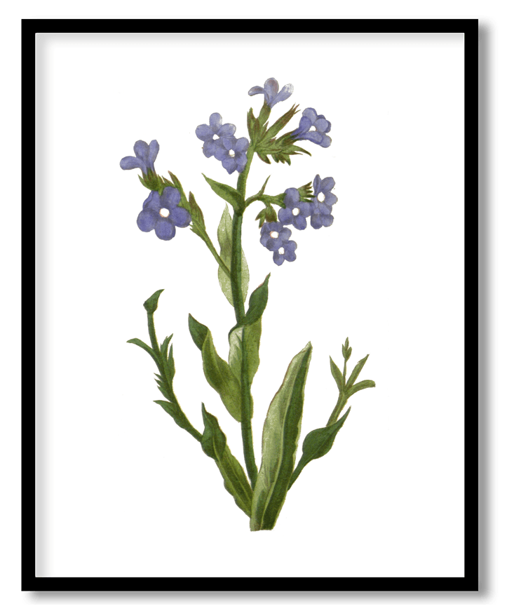 Anchusa azurea
