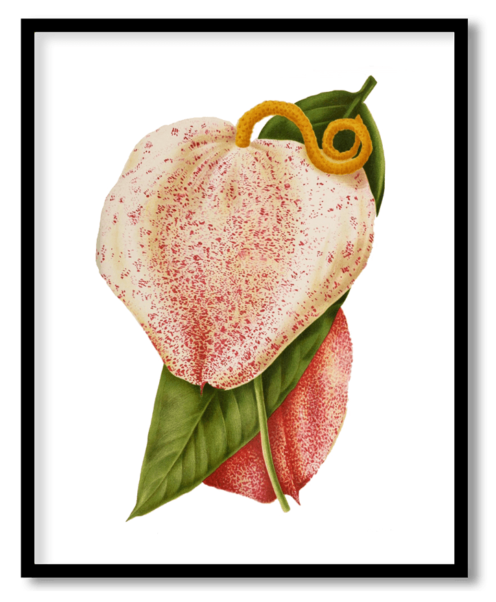 Flamingo flower
