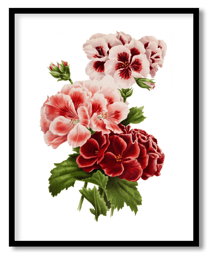 Vintage pelargonium