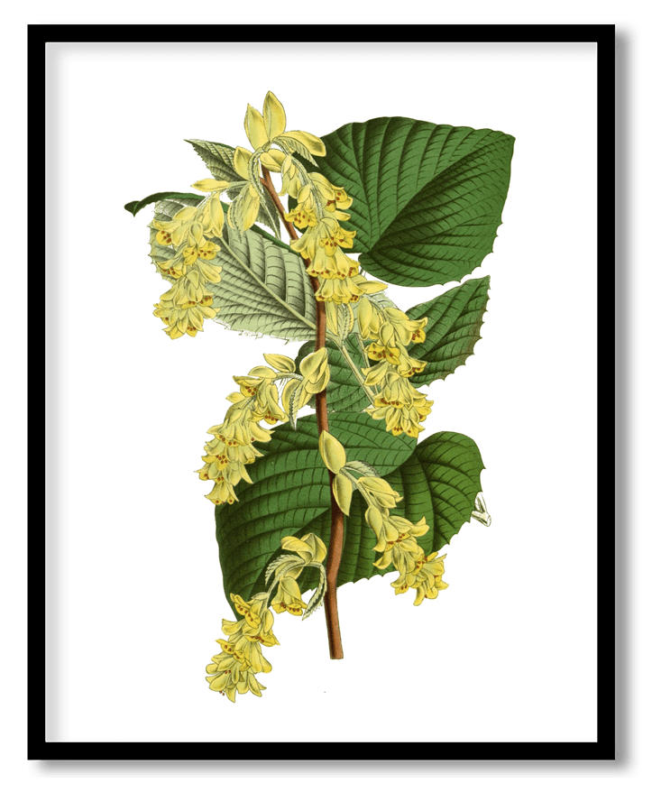 Corylopsis spicata