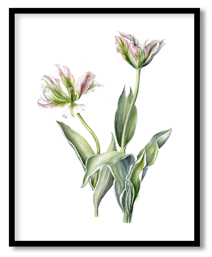Tulipa