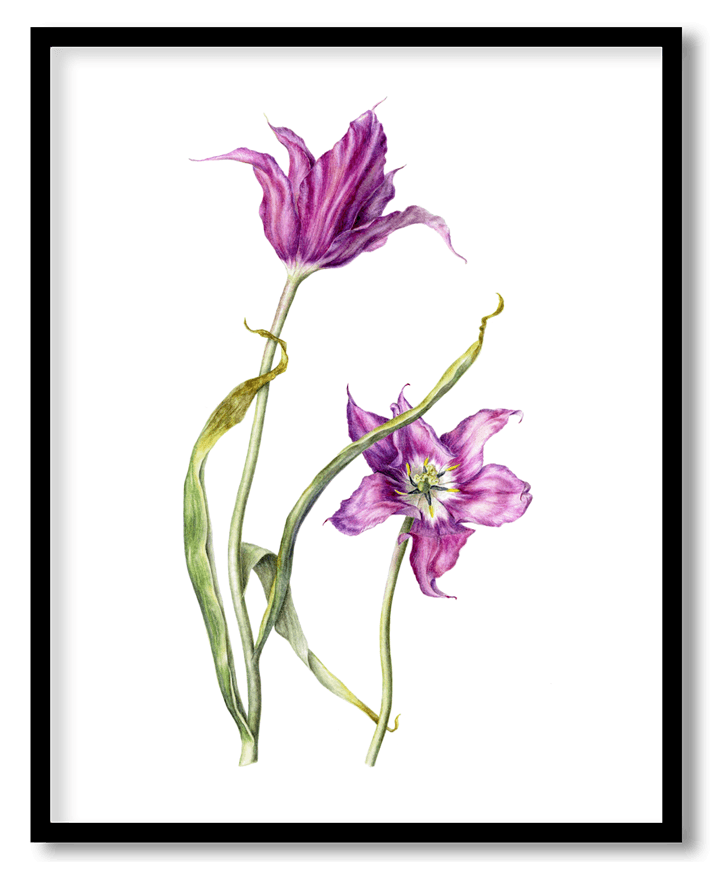 Tulipa purple