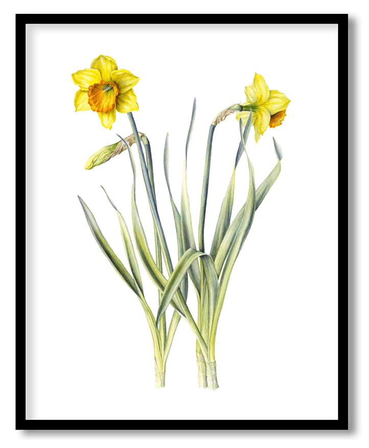 Daffodils
