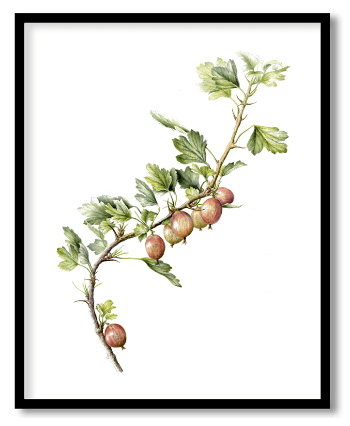 Gooseberries