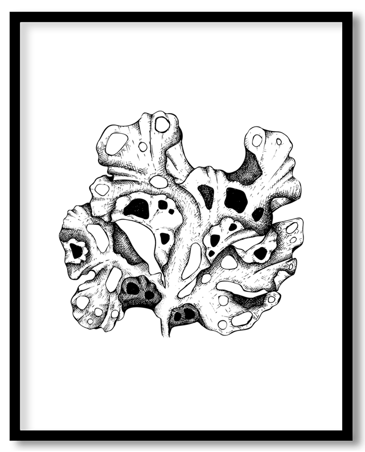 Hand drawn seaweed #10