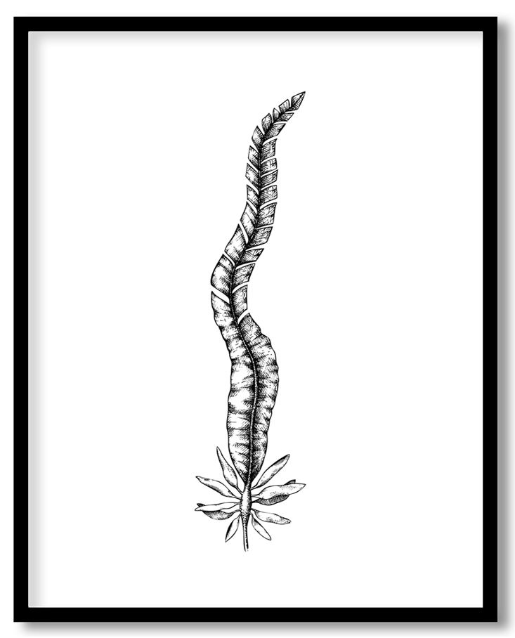Hand drawn seaweed #19