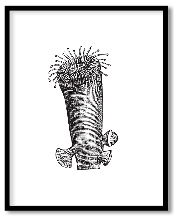 Vintage blast trochus coral #11