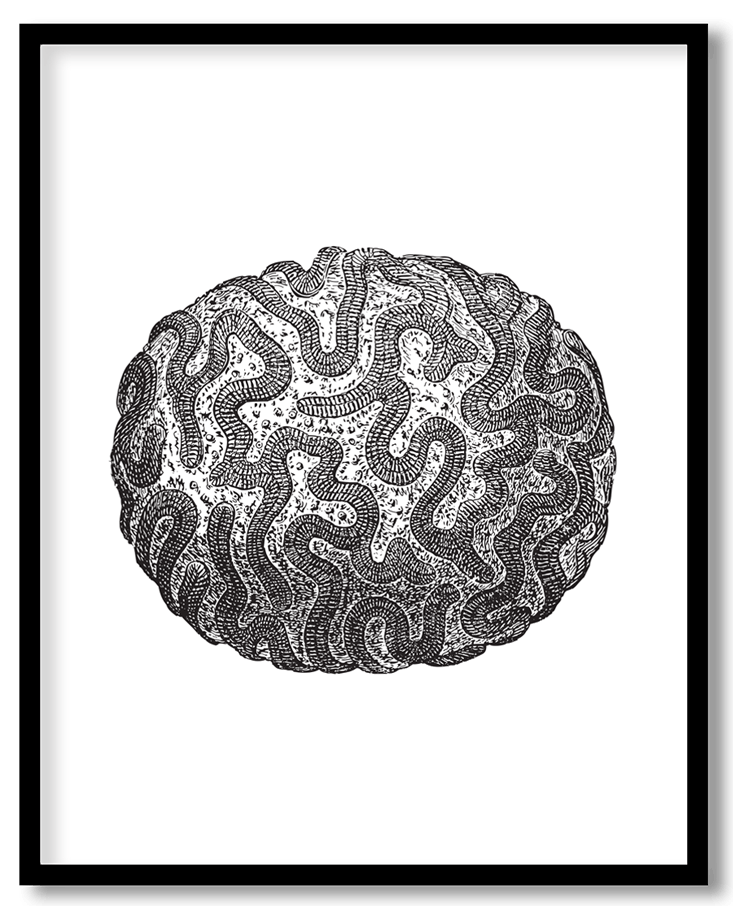 Cauliflower coral #12